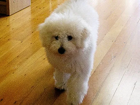 Simply the Best Floor Sanders owner's dog walk on the floor